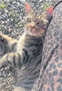  ??  ?? Benny the cat enjoys the sun with his owner Lynne Johnstone from Cornhill.