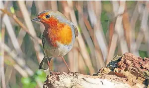 ??  ?? “This wee robin was looking his/her best in Tentsmuir forest,” says reader Eric Niven of Dundee.