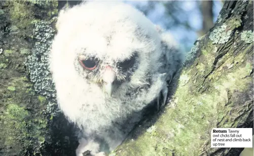  ??  ?? Return Tawny owl chcks fall out of nest and climb back up tree