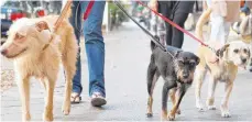  ?? FOTO: DPA ?? Ob mit oder ohne Leine – Hunde dürfen nicht auf den Markt.