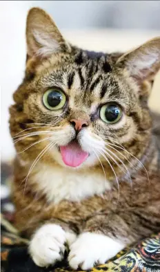  ?? MIKE BRIDAVSKY/LILBUB.COM ?? Internatio­nal scientists have sequenced the genome of Lil Bub, whose huge green eyes, pink tongue and kitten-like appearance have made her one of the world’s most famous cats.