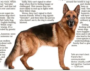  ?? — 123rf.com ?? Tails are man’s best friend’s No.1 communicat­ion device. Usually, a stiff tail signifies ‘Caution’.