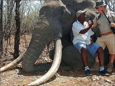  ??  ?? Blood sport: The German hunter poses next to the body of the elephant he shot dead in Zimbabwe