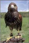  ?? AP/LISA RATHKE ?? A Harris’s hawk perches on the hand of falconer Jessica Snyder at New England Falconry in Woodstock, Vt. The center has public falconry sessions with trained hawks.