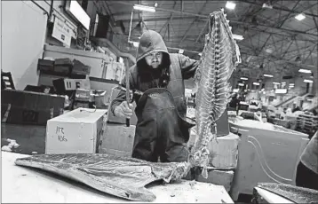  ?? JULIE JACOBSON/AP 2017 ?? A fishmonger cuts the loins from a yellowfin tuna imported from South America at New Fulton Fish Market in New York