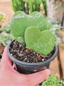  ?? Brandi Keller/Contributo­r ?? Heart-shaped hoya leaves planted in pots make good gifts for Valentine’s Day.