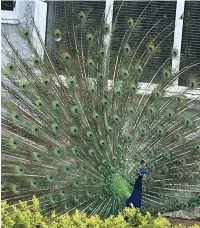  ??  ?? ●The last Bramhall peacock, known as Pete, is set to be evicted due to being lonely