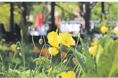  ??  ?? Schwerpunk­te im Botanische­n Garten Duissern sind der Alpen- und Heidegarte­n, Arznei- und Gewürzpfla­nzen, Rosenfläch­en und ein Naturgarte­n.