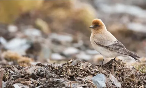  ??  ?? In 2012, Yann Muzika took photograph­s of the above finch while trekking in the remote Yeniugou Valley in west Qinghai, China. It later transpired to be Sillem’s Mountain Finch, a little-known species not seen for more than 80 years.
