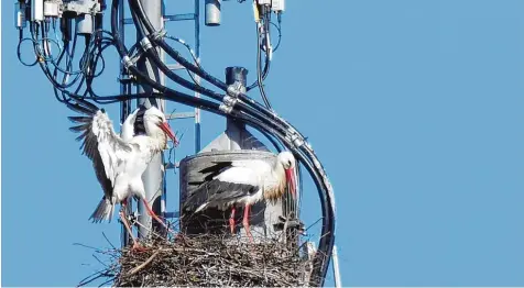  ??  ?? Sie sind wieder auf vielen Dächern und Masten zu sehen: Storchenpa­are. In manchen Regionen drohen sie schon zur Belastung zu werden. Bild: Ulla Gutmann