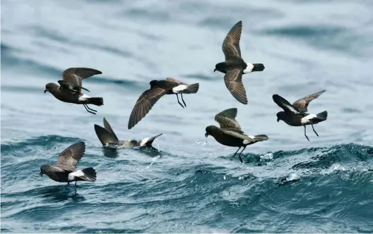  ??  ?? ABOVE Storm petrels’ scientific name, Hydrobates pelagicus, roughly translates as ‘to step on water on the sea’ – their feet flutter on the surface as they feed without alighting, dining on plankton, small fish and crustaceon­s