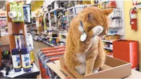  ?? BARBARA HADDOCK TAYLOR/BALTIMORE SUN ?? Stanley, the resident cat at the Ace Hardware store in Canton, died earlier this year. A memorial at his store recently went up.