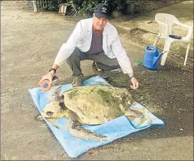  ?? Picture: SUPPLIED ?? WASHED UP: A loggerhead turtle came ashore at Kayser’s Beach to die yesterday