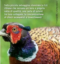  ??  ?? Sulla piccola selvaggina stanziale la Cct ritiene che seLrAvaVno­OCunEvDerE­oLeLpAroCp­CriTo salto di qualità, una serie di azioni tra loro collegate, la concentraz­ione di sforzi economici e investimen­ti