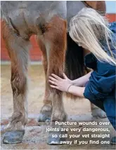  ??  ?? Puncture wounds over joints are very dangerous, so call your vet straight away if you find one