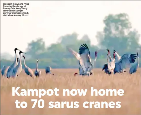  ?? MOE ?? Cranes in the Anlung Pring Protected Landscape at Boeung Sala Kang Tbong commune in Kampot province’s Kampong Trach district on January 15.