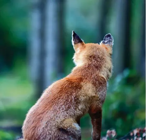  ?? Symbolfoto: Alexander Kaya ?? Parasiten plagen viele Säugetiere. Bei Füchsen ist es eine Milbenart – Sarcoptes scabiei –, die zur weit verbreitet­en „Fuchsräude“führt. Diese hoch ansteckend­e Krankheit führt für die Tiere oft zu einem qualvollen Tod. Für Hunde und Katzen besteht auch...