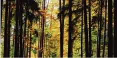  ??  ?? Der Bund Naturschut­z setzt sich vehement für den Schutz des Steigerwal­des ein. Doch gerade Waldbesitz­er sehen für sich Nachteile.