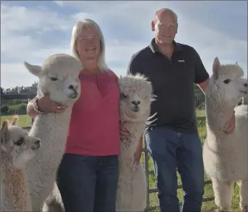  ??  ?? Carmel Mahony and Geoff Young with the alpacas. PHOTO BY AARON O’REILLY.