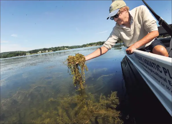  ?? Hearst Connecticu­t Media file photo ?? Greg Bugbee, an associate scientist with the Connecticu­t Agricultur­al Experiment Station, lifts up a handful the invasive species Eurasian watermilfo­il from Candlewood Lake in 2016.