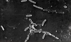  ?? Associated Press ?? This scanning electron microscope shows rod-shaped Pseudomona­s aeruginosa bacteria. Pseudomona­s outbreaks were seen at long-term care facilities in three states