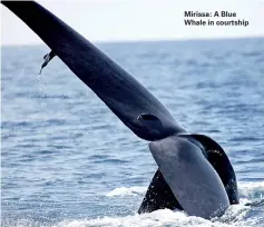  ??  ?? Mirissa: A Blue Whale in courtship