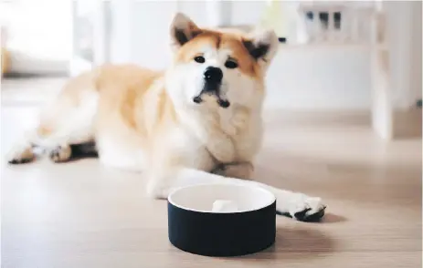  ?? MAGISSO ?? Magisso’s Happy Pet Project bowls use a cooling technology that, after soaking in water for 60 seconds, will stay cold for hours. ($39.26-$72.54, frontgate.com)