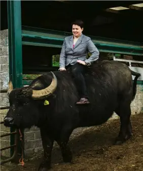  ??  ?? From top Ruth Davidson campaignin­g – on a tank – in Dundee, April 2015; visiting a buffalo farm in Fife, April 2016