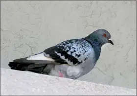  ?? Special to the Democrat-Gazette/JERRY BUTLER ?? The rock pigeon — or rock dove — is a familiar resident of big cities.