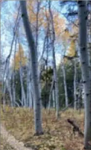  ?? PHOTO BY ANN LOWERY ?? The mountain bike trail near Jackson Hole, Wyo.