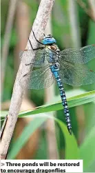  ?? ?? > Three ponds will be restored to encourage dragonflie­s