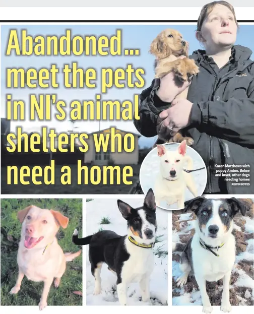  ?? KELVIN BOYES ?? Karen Matthews with puppy Amber. Below and inset, other dogsneedin­g homes