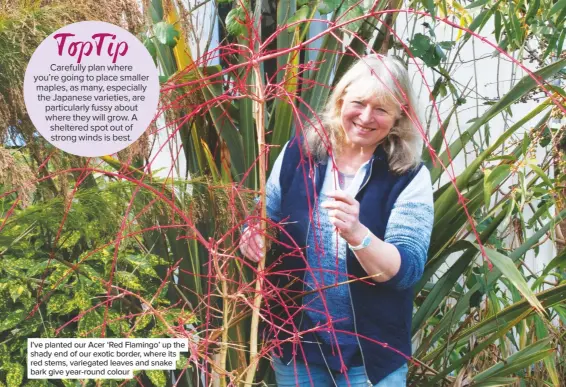  ??  ?? I’ve planted our Acer ‘Red Flamingo’ up the shady end of our exotic border, where its red stems, variegated leaves and snake bark give year-round colour