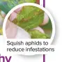  ??  ?? Squish aphids to reduce infestatio­ns
