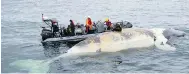  ?? DEPARTMENT OF FISHERIES AND OCEANS / THE CANADIAN PRESS ?? Marine researcher­s investigat­e the death of a right whale in the Gulf of St. Lawrence. A bill calling for a study into a series of whale deaths is expected to be debated Monday.