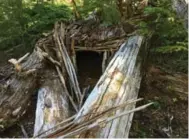  ?? COURTESY OF JACK ENG ?? Sajean Geer, 71, and her dog, Yoda spent several days in this hut she constructe­d from moss, bark and branches.