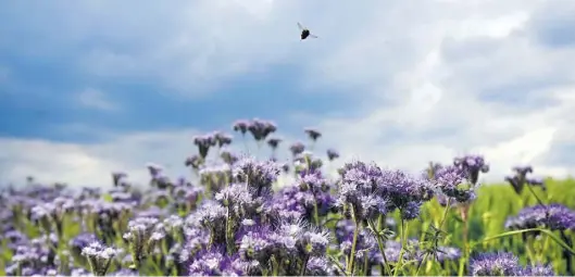  ?? Dpa-BILD: Dedert ?? Lila Phacelia blühen an einem Feldrand im Taunus. Auf deutsch werden diese Blumen auch „Bienenfreu­nd“genannt – nicht ohne Grund. Sie locken mit ihrem Duft Hummeln und Bienen an.