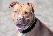  ?? FILE ?? THE Sizwe Kupelo Foundation is calling for a ban on pitbulls. |