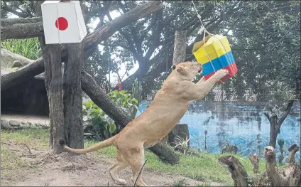  ?? FOTO: EFE ?? La leona ‘Valentina’, en el momento de decidirse por la caja con comida que llevaba la bandera colombiana