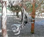  ?? SUPPLIED ?? With this Nz-built prototype radiocontr­olled tree-totree swinging harvester one claw grips a tree while another reaches out to grip another tree. It can then release the first tree, swing to a third tree and grip it. The machine would not touch the...