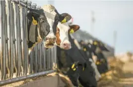  ?? ALLISON TERRY/THE NEW YORK TIMES 2016 ?? Dairy cows eat at a farm in Texas. Federal officials said Tuesday that samples of milk from around the country showed the H5N1 virus.