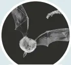  ??  ?? Bioacousti­c monitoring can be used to study bats.