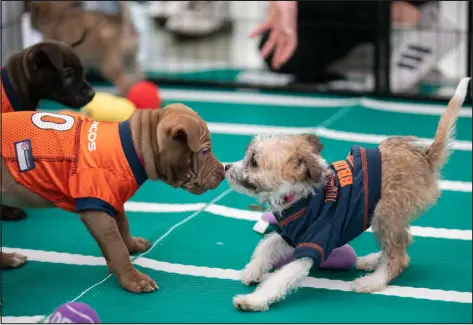  ?? PROVIDED BY DENVER INTERNATIO­NAL AIRPORT ?? This year’s Puppy Bowl at Denver Internatio­nal Airport doubles as an adoption event for Denver Animal Shelter.