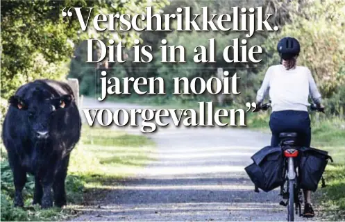  ?? FOTO KOEN FASSEUR ?? Het is schrikken, zo’n zevenhonde­rd kilo langs de weg. “Maar we selecteren de dieren op hun zachtaardi­gheid.”