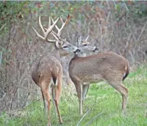  ?? FILE PHOTO BY PAUL BROWN, SPECIAL TO THE CLARION-LEDGER ?? A hoax has some Mississipp­i hunters concerned there is an outbreak of hemorrhagi­c disease in the deer population.
