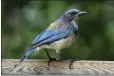 ?? MINDY SCHAUER — STAFF PHOTOGRAPH­ER ?? The California scrub jay is among the birds frequently seen in Southern California. The California Botanic Garden in Claremont will celebrate birds and their connection­s to native plant ecosystems at its Feb. 18Family Bird Festival.