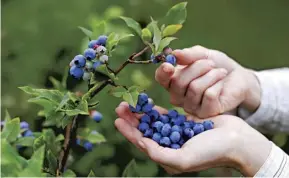  ??  ?? Blueberry bushes can be planted now, above; picked carrots and parsnips, top