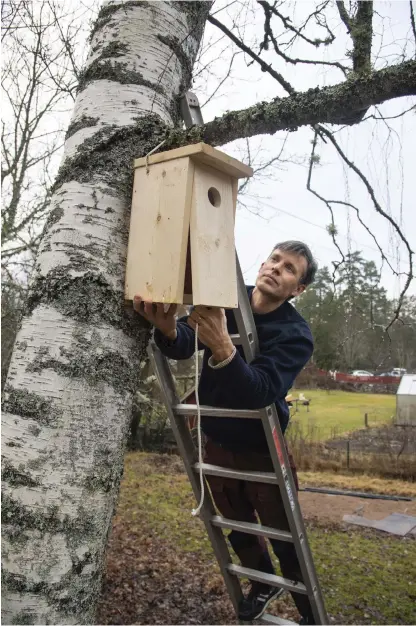  ?? Bild: Anders Wiklund ?? En holk kan se ut lite hur som helst, men storleken på hålet avgör vilken art som flyttar in. ”Bara det finns tillräckli­gt med utrymme kan man låta fantasin flöda fritt i designen”, säger Per Bengtson, biolog.