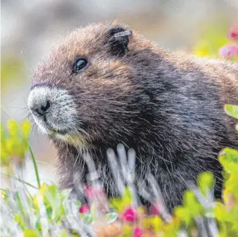  ?? FOTO: RYAN TIDMAN ?? Dem Aussterbet­od scheint das Vancouver-Murmeltier gerade noch einmal von der Schippe zu springen.