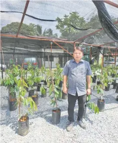  ??  ?? Chen poses with his Musang King seedlings at his nursery in Lopeng.